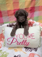 Border Doodle female #1, a female Bordoodle for sale in Pierceton, IN – 1 of 3