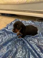 Avior, a female Dachshund for sale in Lucedale, MS – 4 of 9