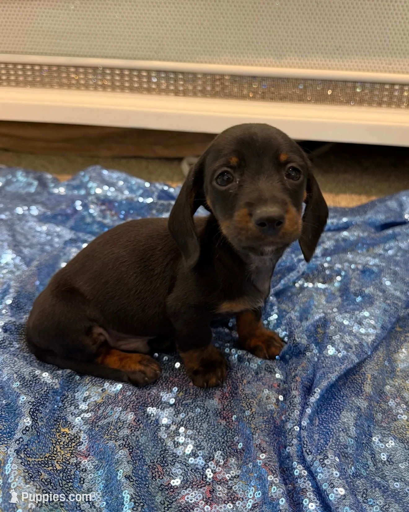 Vega, a male Dachshund for sale in Lucedale, MS – 1 of 5