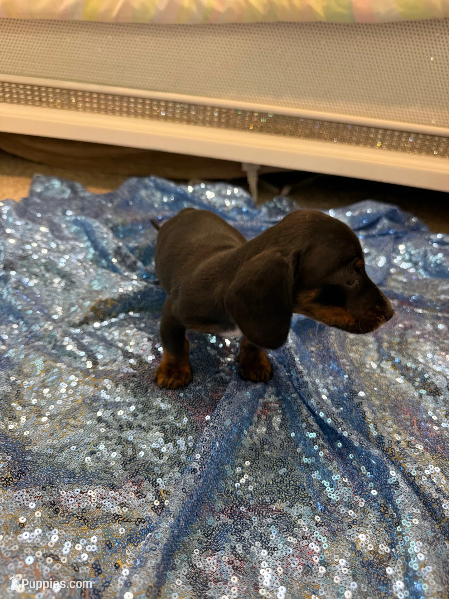Juno, a male Dachshund for sale in Lucedale, MS – 3 of 6