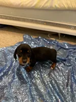Luna, a female Dachshund for sale in Lucedale, MS – 5 of 9