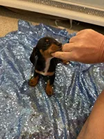 Luna, a female Dachshund for sale in Lucedale, MS – 9 of 9