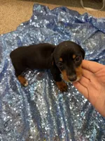 Luna, a female Dachshund for sale in Lucedale, MS – 3 of 9
