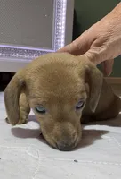 Vega, a male Miniature Dachshund for sale in Lucedale, MS – Photo 9 of 10