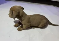 Vega, a male Miniature Dachshund for sale in Lucedale, MS – Photo 3 of 10