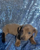 Vega, a male Miniature Dachshund for sale in Lucedale, MS – Photo 1 of 10