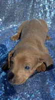 Vega, a male Miniature Dachshund for sale in Lucedale, MS – Photo 2 of 10