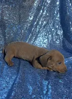 Vega, a male Miniature Dachshund for sale in Lucedale, MS – Photo 6 of 10