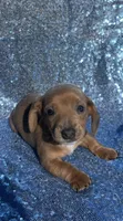 Vega, a male Miniature Dachshund for sale in Lucedale, MS – Photo 7 of 10