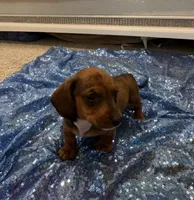 Adara , a female Dachshund for sale in Lucedale, MS – 3 of 4