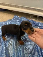 Luna, a female Dachshund for sale in Lucedale, MS – 4 of 9