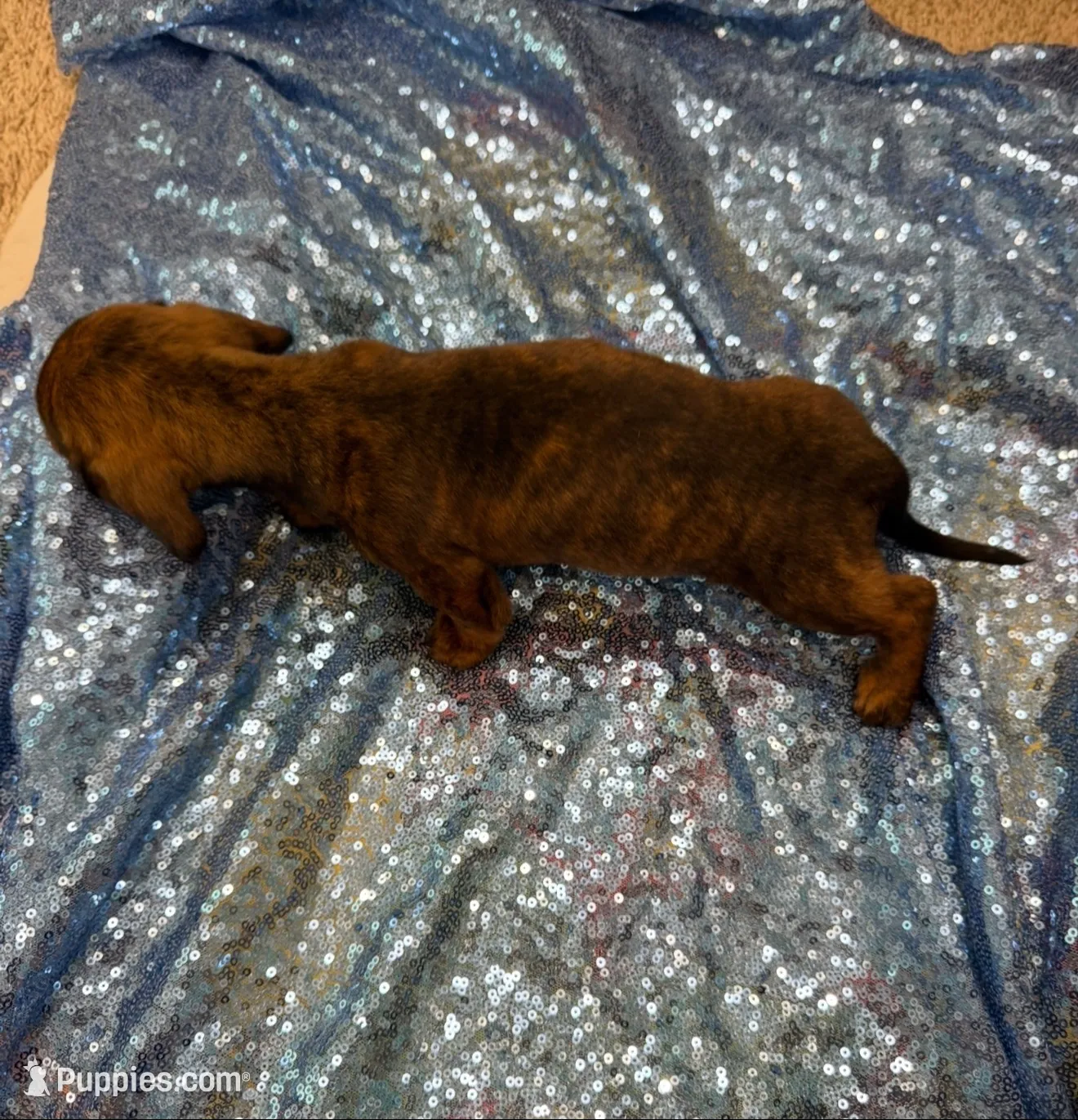 Rigel, a female Dachshund for sale in Lucedale, MS – 5 of 7