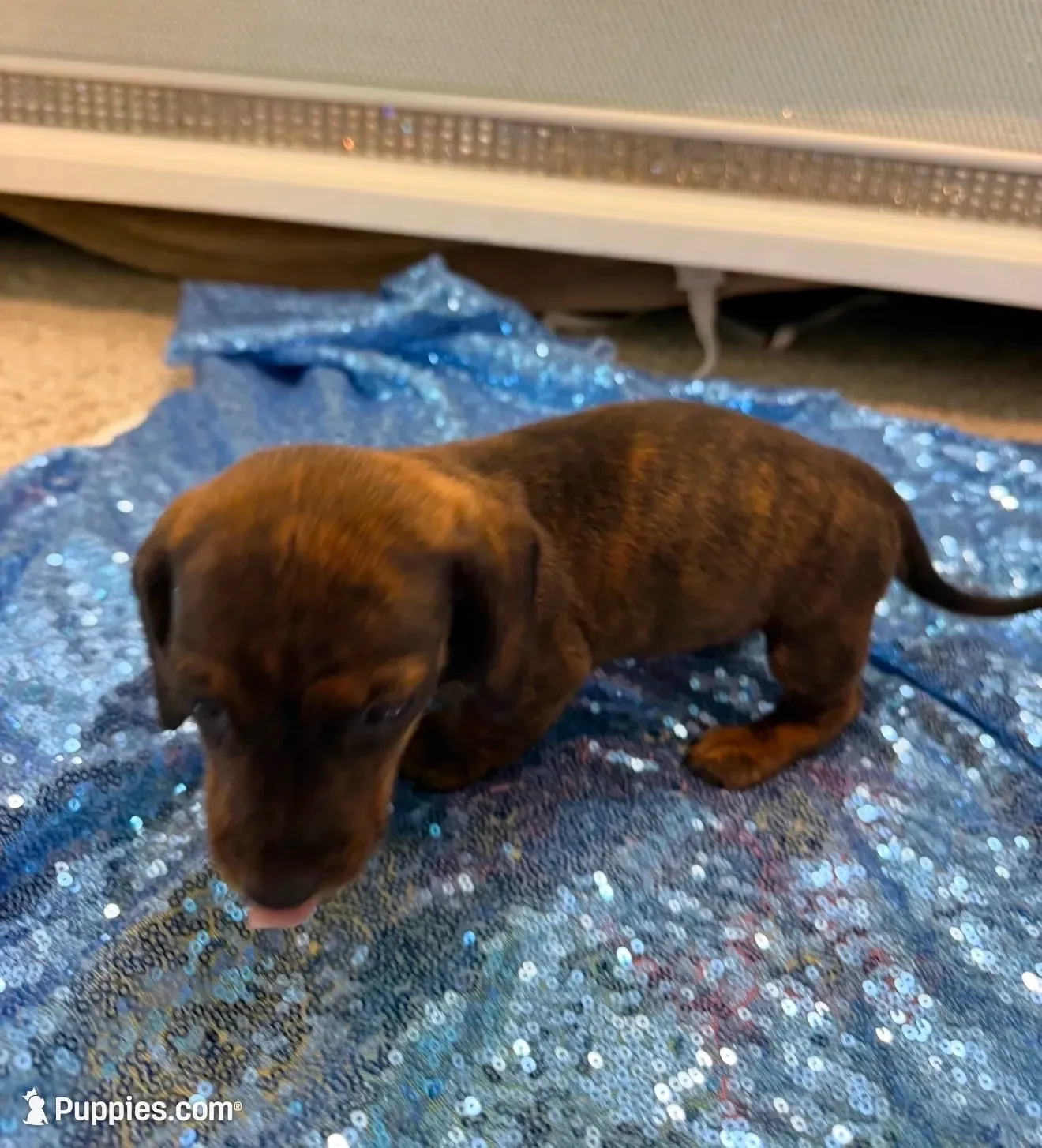 Rigel, a female Dachshund for sale in Lucedale, MS – 2 of 7