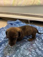 Rigel, a female Dachshund for sale in Lucedale, MS – 6 of 7