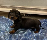 Mizar, a male Dachshund for sale in Lucedale, MS – 3 of 8