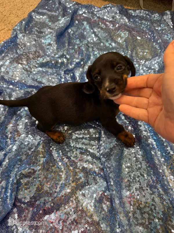 Juno – Dachshund puppy for sale in Lucedale, MS