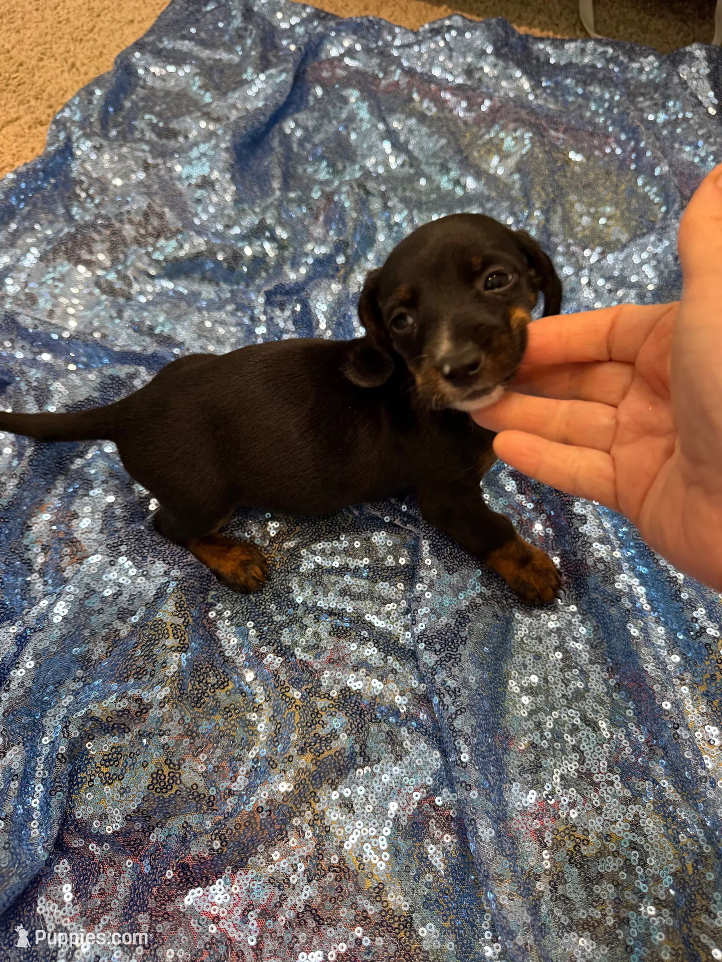 Juno, a male Dachshund for sale in Lucedale, MS – 1 of 6