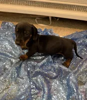 Mizar, a male Dachshund for sale in Lucedale, MS – 6 of 8
