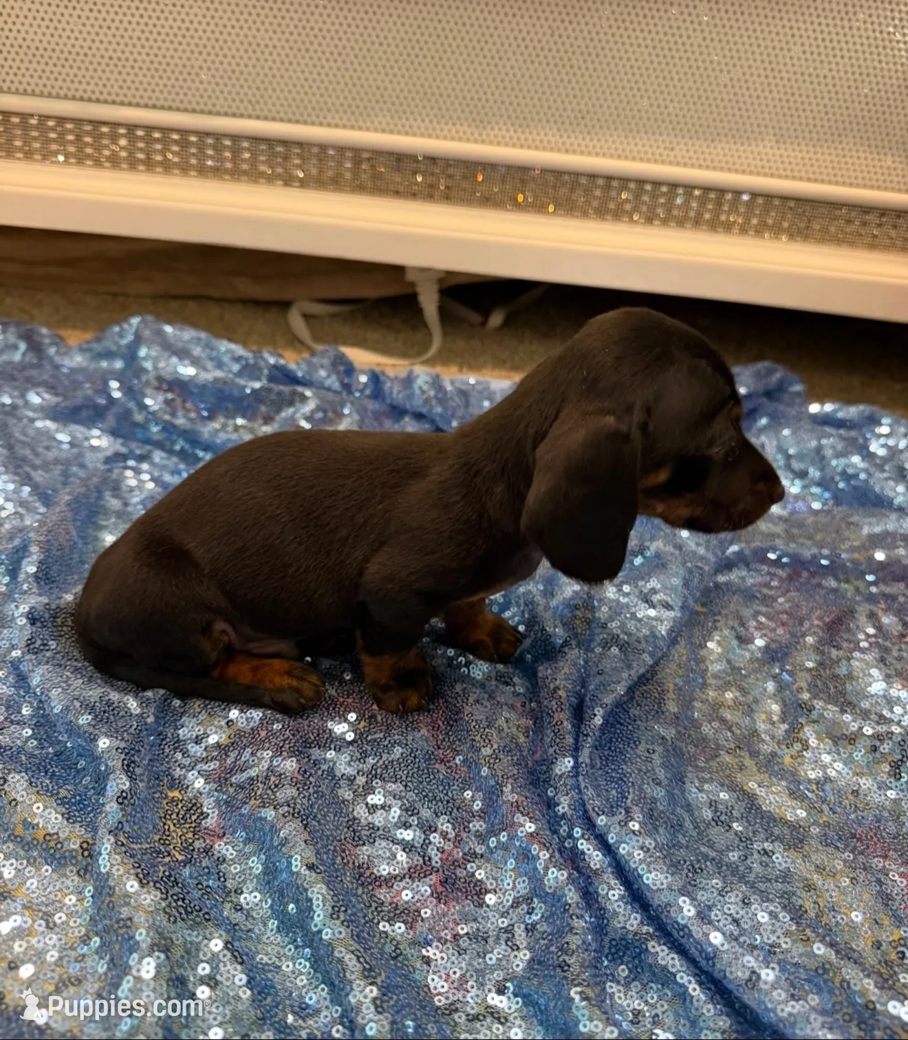 Vega, a male Dachshund for sale in Lucedale, MS – 2 of 5