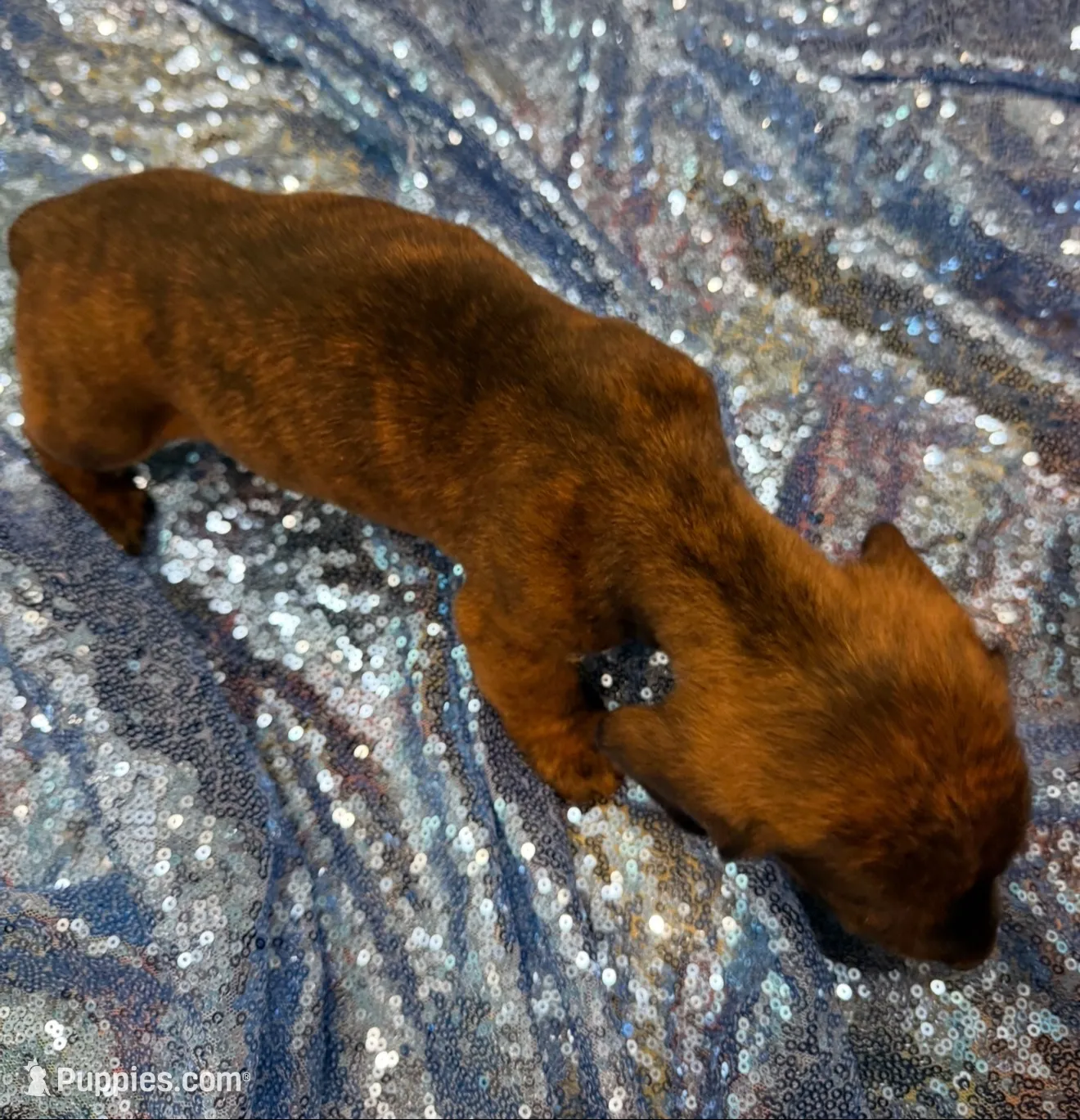 Rigel, a female Dachshund for sale in Lucedale, MS – 4 of 7