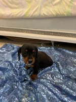 Avior, a female Dachshund for sale in Lucedale, MS – 6 of 9