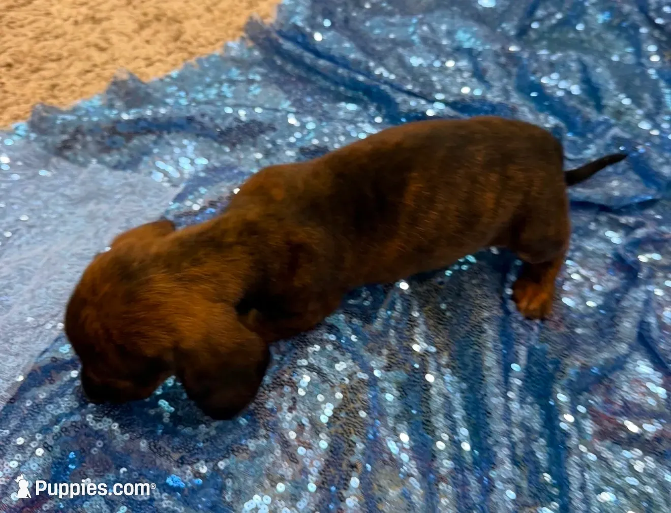 Rigel, a female Dachshund for sale in Lucedale, MS – 3 of 7