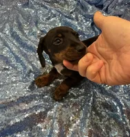 Mizar, a male Dachshund for sale in Lucedale, MS – 7 of 8