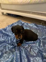 Avior, a female Dachshund for sale in Lucedale, MS – 8 of 9