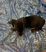 Mizar, a male Dachshund for sale in Lucedale, MS – 8 of 8