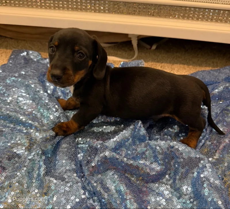 Mizar – Dachshund puppy for sale in Lucedale, MS