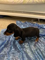 Luna, a female Dachshund for sale in Lucedale, MS – 2 of 9
