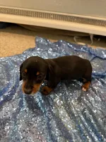 Luna, a female Dachshund for sale in Lucedale, MS – 7 of 9