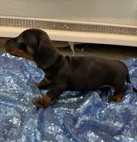 Mizar, a male Dachshund for sale in Lucedale, MS – 2 of 8