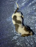 processed/9b90ec00-e626-48c2-b1d5-ea797847473f/listing/b165833a-dbfa-405a-98e7-07a364021abd/2c89d021-98aa-4ac9-a25f-43a6e4bba758