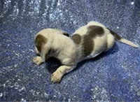 processed/9b90ec00-e626-48c2-b1d5-ea797847473f/listing/b165833a-dbfa-405a-98e7-07a364021abd/52e8665c-006e-47ba-b136-f6cfb3d4d503