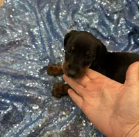 Mizar, a male Dachshund for sale in Lucedale, MS – 4 of 8