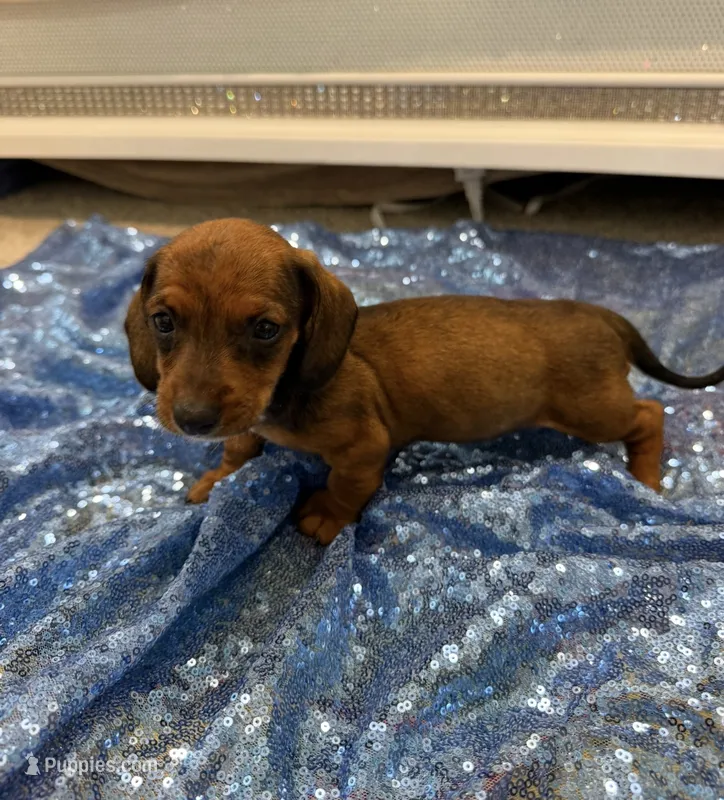 Adara  – Dachshund puppy for sale in Lucedale, MS