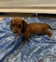 Adara , a female Dachshund for sale in Lucedale, MS – 1 of 4