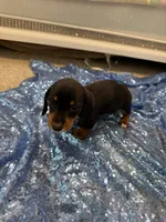 Luna, a female Dachshund for sale in Lucedale, MS – 8 of 9