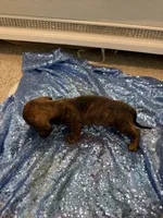 Rigel, a female Dachshund for sale in Lucedale, MS – 7 of 7