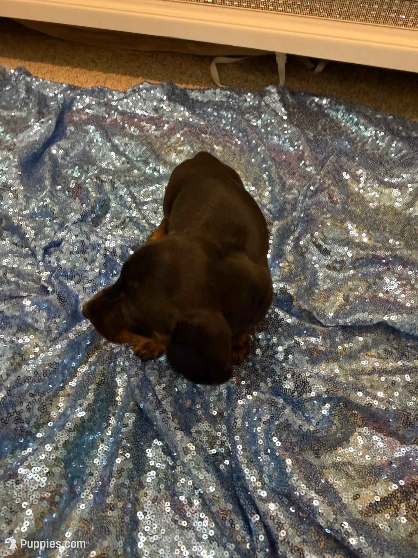 Juno, a male Dachshund for sale in Lucedale, MS – 6 of 6