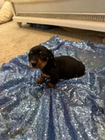 Avior, a female Dachshund for sale in Lucedale, MS – 7 of 9