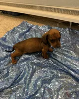 Adara , a female Dachshund for sale in Lucedale, MS – 4 of 4