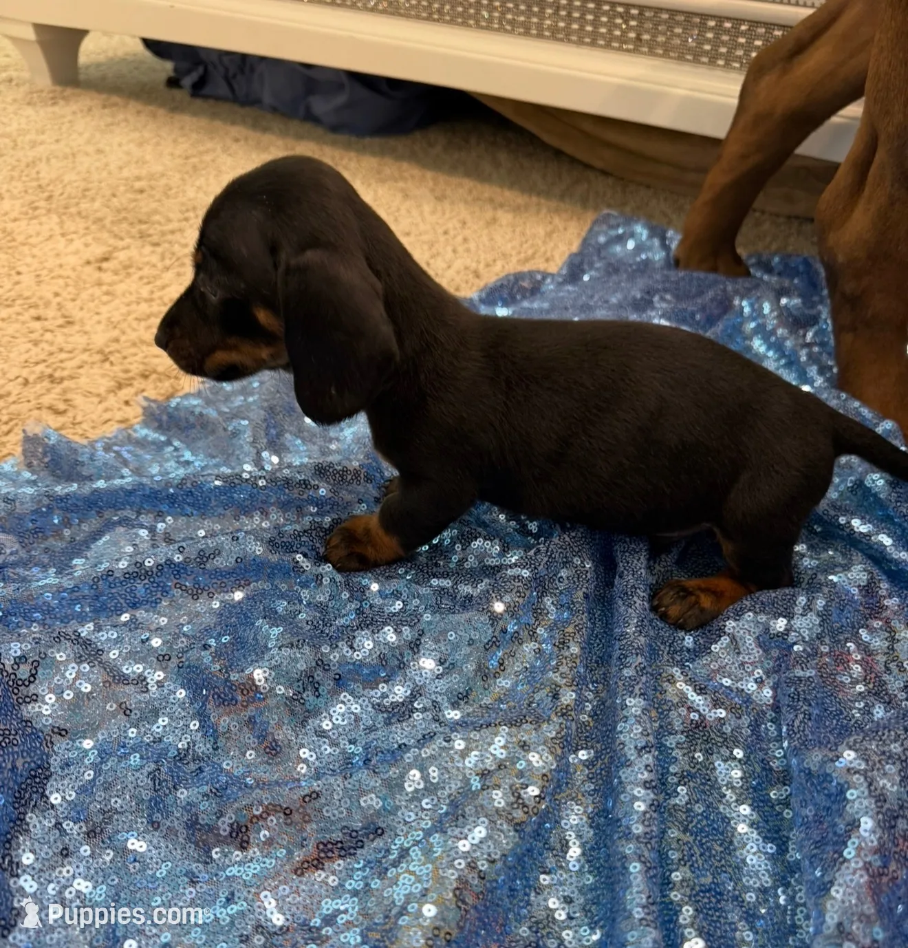 Vega, a male Dachshund for sale in Lucedale, MS – 4 of 5