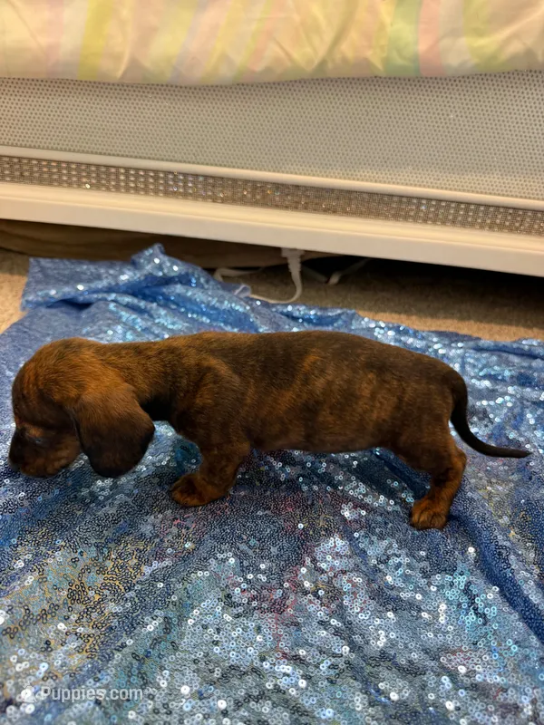 Rigel – Dachshund puppy for sale in Lucedale, MS