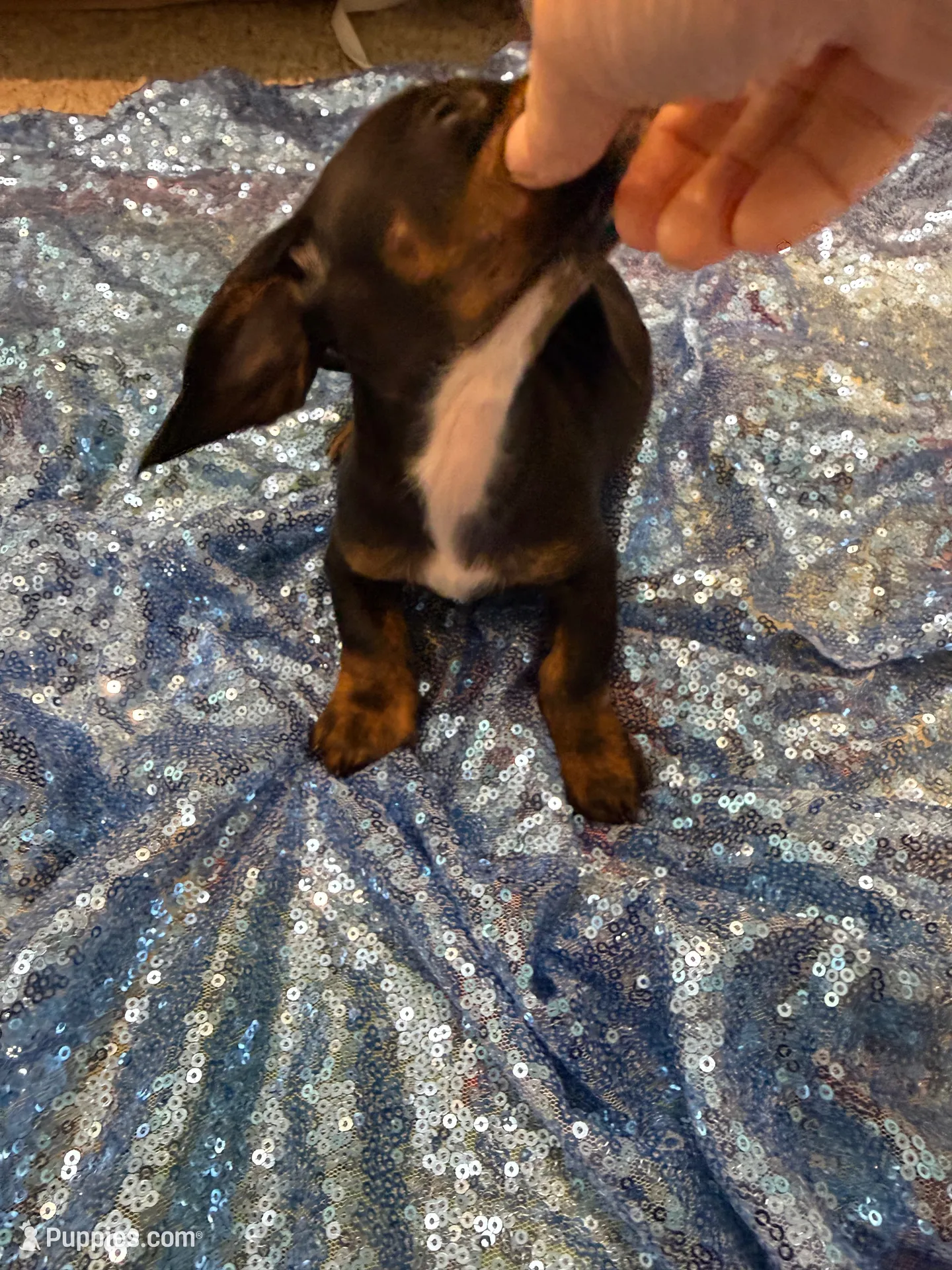 Juno, a male Dachshund for sale in Lucedale, MS – 5 of 6
