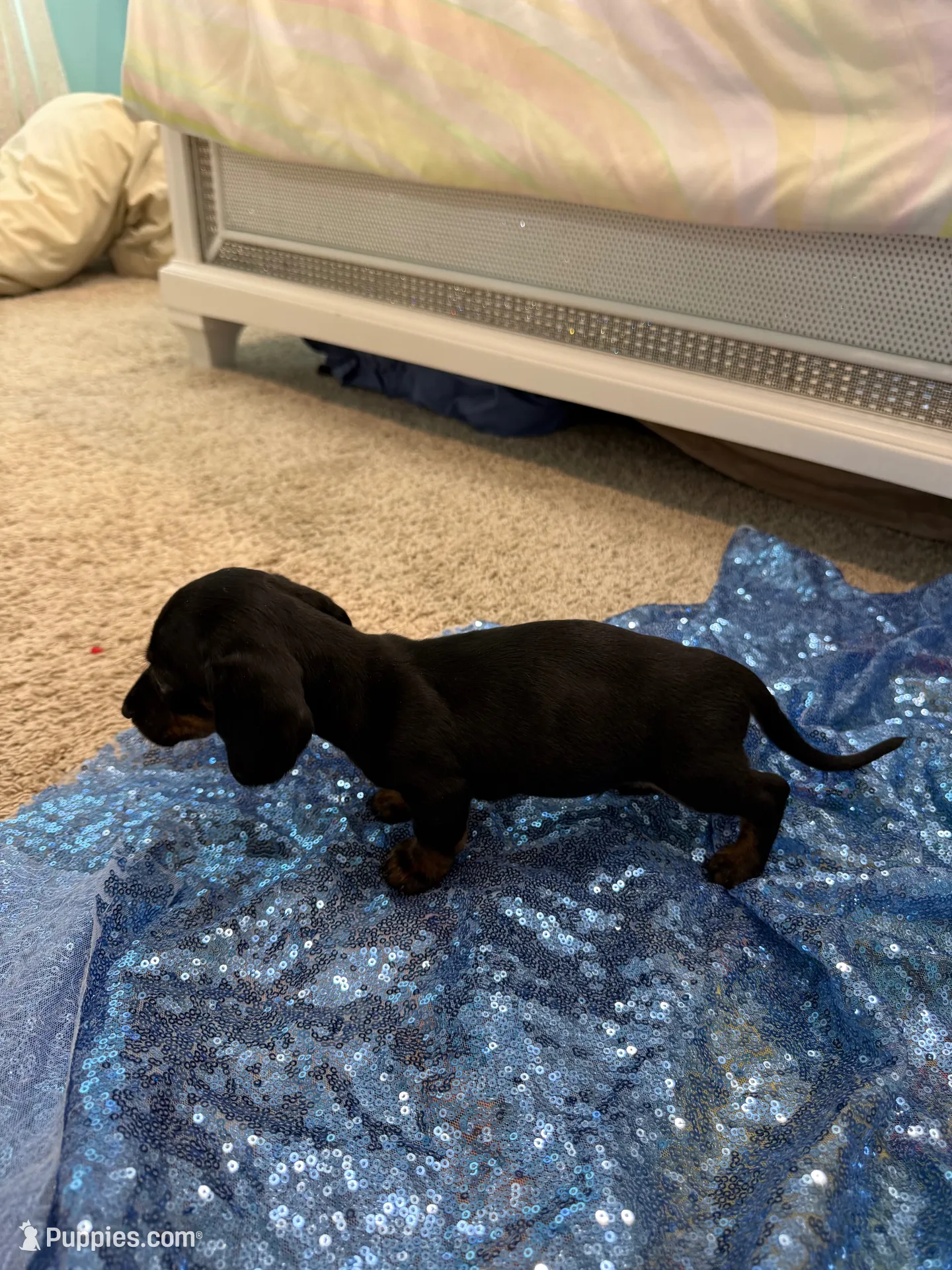 Juno, a male Dachshund for sale in Lucedale, MS – 2 of 6