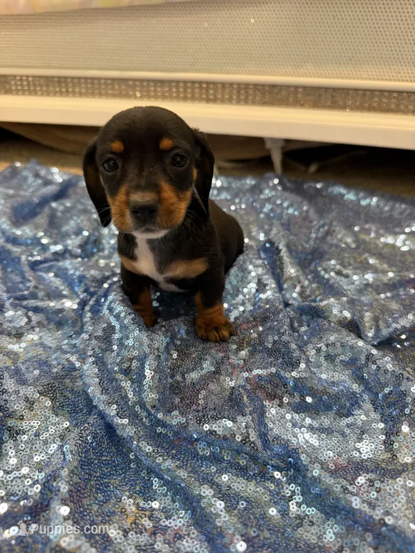 Avior – Dachshund puppy for sale in Lucedale, MS