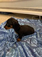 Avior, a female Dachshund for sale in Lucedale, MS – 2 of 9