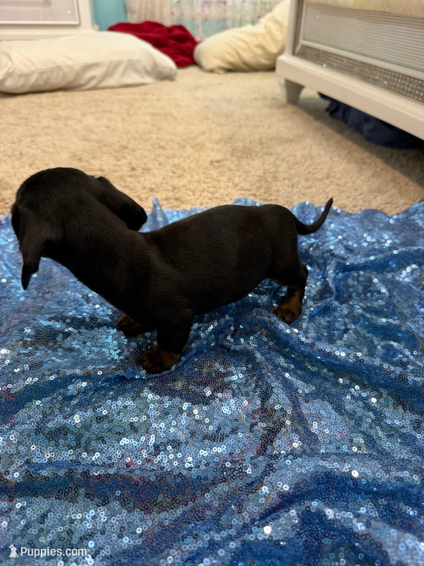 Juno, a male Dachshund for sale in Lucedale, MS – 4 of 6